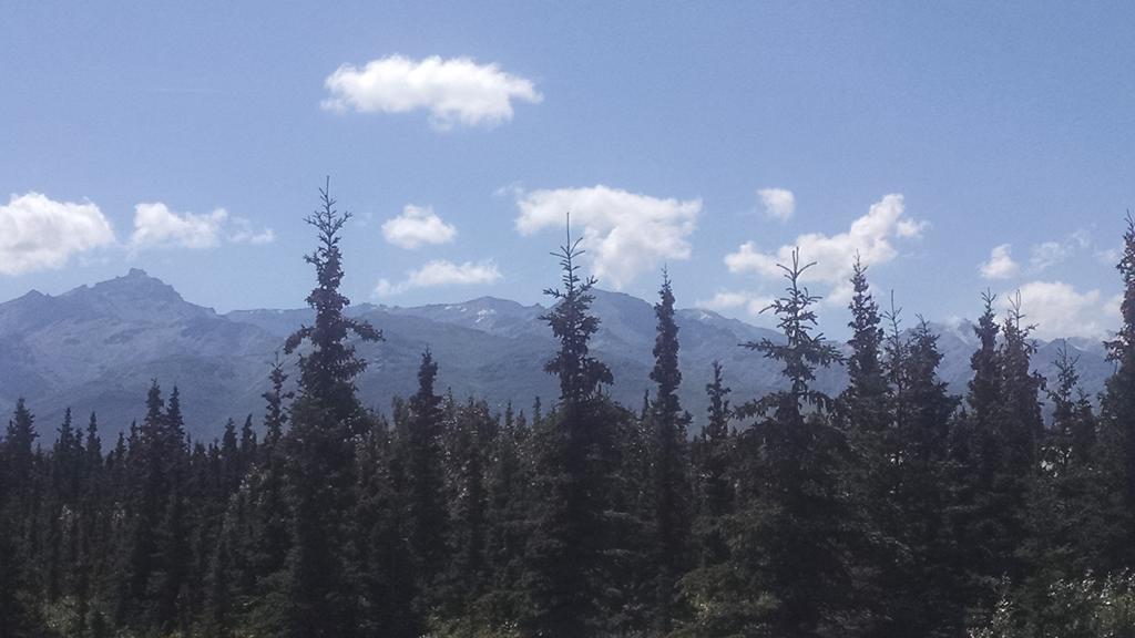 Alaskan Spruce Healy